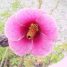 Hibiscus striatus