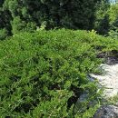 Juniperus sabina