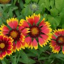 Gaillardia pulchella