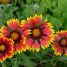Gaillardia pulchella