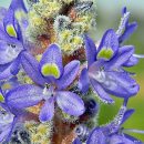 Pontederia cordata