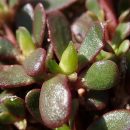 Portulaca oleracea