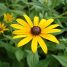 Rudbeckia hirta