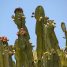 Euphorbia ammak