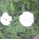 Cordia leucocephala