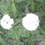 Cordia leucocephala
