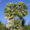 Copernicia prunifera