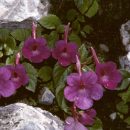 Achimenes grandiflora