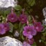 Achimenes grandiflora