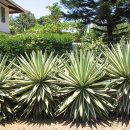 Agave angustifolia “Marginata”