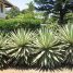 Agave angustifolia “Marginata”
