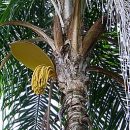 Bactris gasipaes