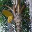 Bactris gasipaes