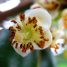Calophyllum brasiliensis