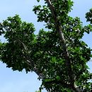 Ficus cyclophylla