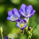 Freesia x hybrida