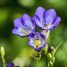 Freesia x hybrida