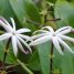 Jasminum nitidum