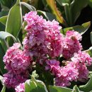 Matthiola incana