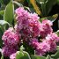 Matthiola incana