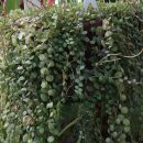 Peperomia prostrata