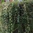 Peperomia prostrata