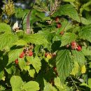 Rubus idaeus