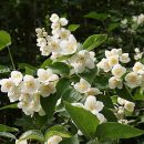 Philadelphus coronarius