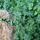 Soleirolia soleirolii