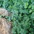 Soleirolia soleirolii