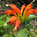 Aeschynanthus radicans