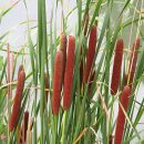 Typha latifolia
