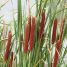 Typha latifolia