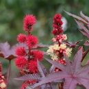 Ricinus communis
