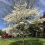 Cornus florida