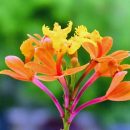Epidendrum fulgens