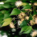 Myrcianthes pungens