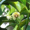 Garcinia gardneriana