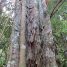 Holocalyx balansae