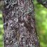 Hovenia dulcis