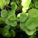 Hydrocotyle bonariensis