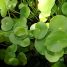 Hydrocotyle bonariensis