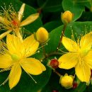 Hypericum inodorum