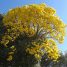 Handroanthus umbellatus