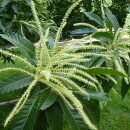 Castanea sativa