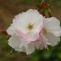 Prunus serrulata