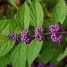 Callicarpa nudiflora