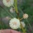 Senegalia polyphylla