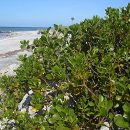 Scaevola plumieri