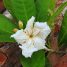 Tabebuia cassinoides